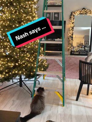 Cat antics #fyp #catsoftiktok #cat #cattricks #nash #nashthecat #funnycat #2025 #2025goals 