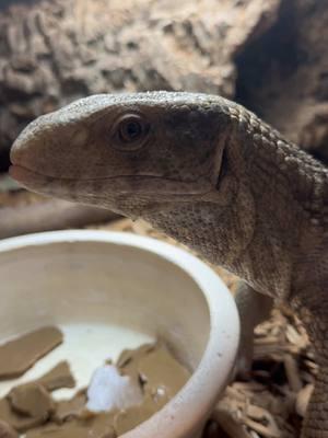 Meet “Ozzy” the Savannah Monitor and learn about the diet of a captive Savannah Monitor. #savannahmonitor #savannahmonitorlizard #monitorlizard #varanus #varanusexanthimaticus #lizards #lizardsoftiktok #lizardsofinstagram #connecticut #zoo 