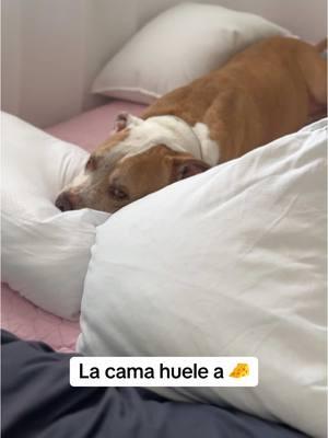 Huele a queso 🧀 #perros #perrostiktokers #pitbulllove #amor #perrunos #pitbulls #perritos #peludos 