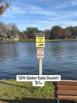 It quacked me up when I heard about it! #fyp #ducks #gators #massivegator #allthingsflorida #floridathings #floridawildlife #floridaman