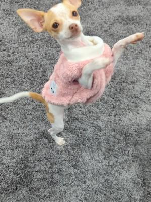 Why does she look like the a cute pup version of #Glinda ?! 🩷🐕  . . . . . . . . #dancingdog #dog #puppy #chihuahua #smalldog #cutedog #petsandanimals #dogclothes #smalldogclothes #tinydog #dogsweater #petclothes #pets #wicked #Delilah #DivaDelilah #dogwalk #cute #Ariana #dance #Arianagrande #Arianadupe 