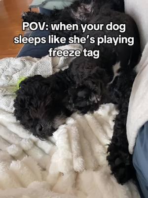 Paws in the air.  Maybe it’s the viral blanket that knocked her out @Bedsure #sleepingdog #dogsoftiktok #funnydog #cozyathome #creatorsearchinsights 