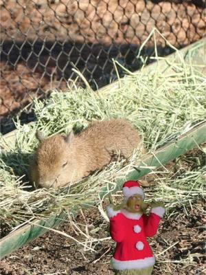 When you first get to see Tupi but don’t want to overreact 😎 #grinch #sanantoniozoo #tupi 