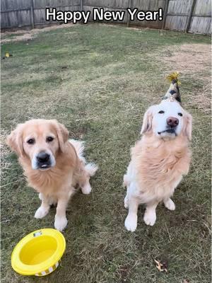 Happy New Year! #newyear #2025 #goldenretrieverworld #goldenretrieverlife #newyearspups #goldenretrieversoftiktok #goldenretrieversontiktok #goldenretrieversarethebest #pupsquad #byebye2024