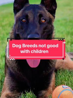 The 4 worst dog breeds for families with small children. Not all are bad but a large number of these dogs do not get along well with kids. Be sure to check out our Tree Link in our profile for some amazing products we recommend! #dogs #guarddog #watchdog #k9 #dog #dogsoftiktok #dogsofttiktok #doglover #dogmom #dogtok #DogTraining #belgiummalinois #akita #chihuahua #dachshund #chowchow #dogbreeds #dogswithchildren #aggressivedog 