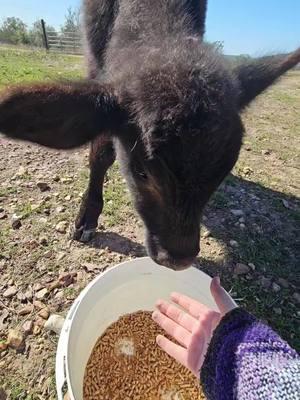 just Chuck coming up for some snacks. need him to grow big and strong. #cow #cows #cowsoftiktok #foryoupage #for #fypage #fypシ゚viral #fypシ #fyp #foryallpage #texas 