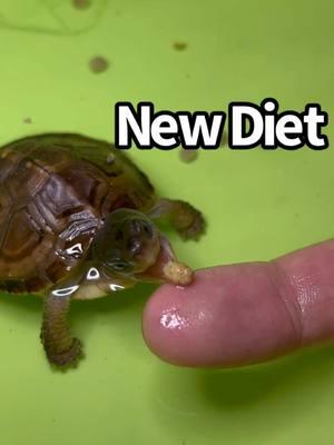 New Year Diet Resolution, Air Bites 🫠😅 #easternboxturtle #exoticpets #toocute #reptilecommunity #boxturtle #turtles #tortuga #reptile #tortoise #tartaruga #tortue #pellet #turtlepower #fypage #animals #tmnt #happynewyear #reptilelover #turtlelife #petcare #turtlecare #babyfood #ninjaturtles #diet #newdiet #repyourself #resolution #petlovers 