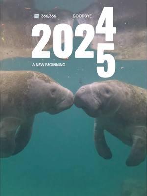 . Happy New Year!🎉 We cannot wait to see what Manatee Memories await! There is still availability to join a snorkel trip through Manatee Season, with both morning and afternoon adventures!💙 Outside of Kings Bay: The Scuba opportunities are endless! We have guided dives and certification classes going weekly!🤿 For more information check out:  📞: (352)563-2763  💻: www.birdsunderwater.com . . . . . #birdsunderwater #manatee #manatees #seacow #crystalriver #florida #diveshop #travel #explore #nature #sea #ocean #wild #earth #spring #snorkel #swim #passiveobservation