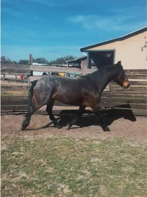 For basically sitting an entire year Ame still remembers everything. And he’s so damn shiny ✨ he’s really looking and acting like a big kid now. Now if I could only get the other people at the barn to pronounce his name right 🤣  . . . #horse #mustang #blmmustang #devilsgardenmustang #shiny #horsefyp #roan #bayroan