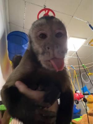 Silly Link😜 #oliverlincoln #sillymonkey #funny #sweet #capuchin #monkey #monkeysoftiktok 