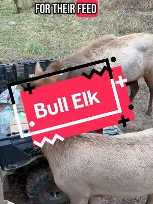 Once again the bull elk is being destructive. This time he is taking his anger out on my Polaris. #elk  #elkrut #elktok #mammoth #polaris 