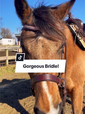 Look at Dodger!!! He’s so cute!!! Our Bitless Bridles are $25 OFF & $10 OFF Snap-Out Browbands. @The Spirited Horse Boutique #aqha #bitlessbridle 