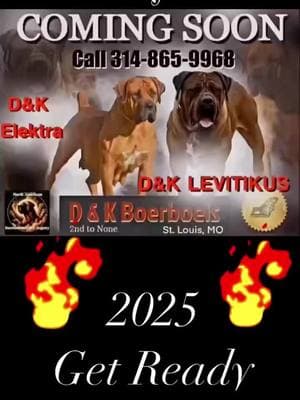 Levitikus upcoming litter ❤️❤️❤️❤️❤️👏🏽👏🏽👏🏽👏🏽👏🏽💪💪💪💪💪🔥🔥🔥🔥⭐️⭐️⭐️⭐️⭐️#dandkboerboels #midamericaboerboels #boerboelpuppies #Boerboels #southafricanboerboelpuppies #southafricanboerboels #boerboelbreeders #boerboelmagazine #boerboelkennels #nfl #NBA #MLB #NHL #atl #newyork #cali #texas #hiphop #hiphopculture #country #countrymusic #blackcountry #mississippi #florida #Nevada #boston #utah #northcarolina #southcarolina #canada🇨🇦❤️❤️🍫🍫 