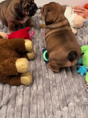 I love watching them play #englishbulldog #playtime #cutenessoverloaded #pup #fyp #wednesday #bulldog 