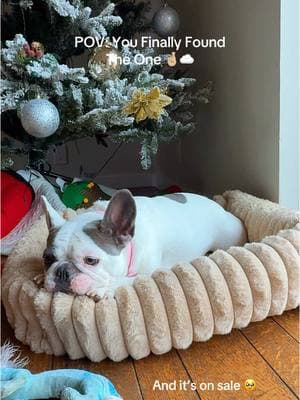 She’s had so many beds and always ruined them because they were not up to her standards but she finally found the one 🤞🏼she’s really loving it ☁️ #frenchiesoftiktok #frenchbulldog #cutefrenchie #frenchies #frenchiesociety #fyp #dogbed #waterproofdogbed #tiktokshopfinds 