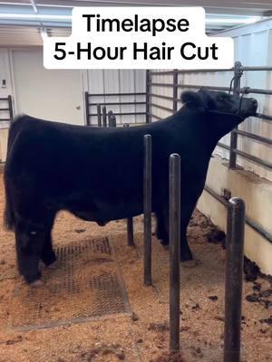 Gettin’ spiffy for the show 😎 #livestock #livestockshow #cattleshow #showcattle #ffa #4h #showsteer #showheifer #cattle #steershow #heifershow #clippingcattle 