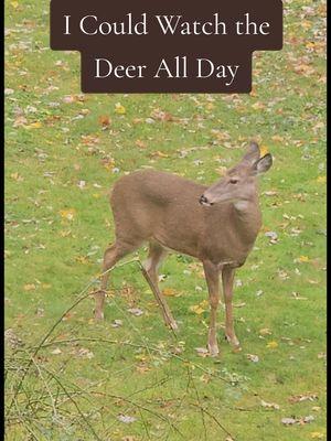 #Deer #Wildlife #Beautiful #Nature #BirdSeed #CorporateGoals #NineToFive 