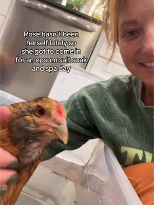 Starting off the year with a #spaday ?! What a lucky chicken! #tyhaschickens @Ty #easteregger #rose 