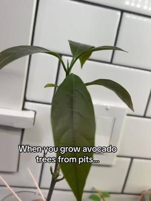 #avocado #avocadotree 