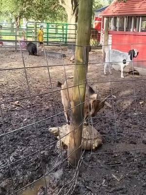 just a goat enjoying riding a turtle/tortoise 😀😃 #haha #aww #cute #smile #feelgoodvids #animals #animallover #amusing #goat #turtle #tortoise #ride #vroom #turtleride 