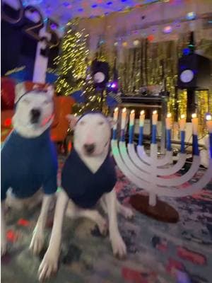 Happy 8th night of Hanukkah! (Anti smetíc comments are CENSORED and removed HAHA🤣)#hanukkah #holiday #doggy 