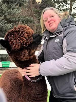 Meet Rogue! #eagleeyefarm #farmgirlfab #eagleeyefarmwi #riverfallswi #alpacas #alpaca #alpacafarm #wisconsinagriculture 