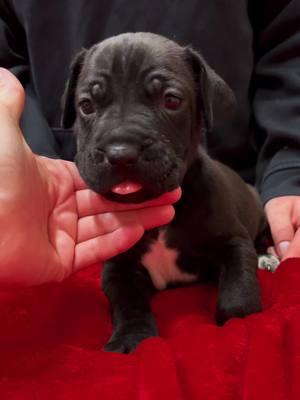 Spread the news!🗞️ BLACK FEMALE CANE CORSO AVAILABLE 🐾🐾 #arkansascanecorsobreeder #canecorsopuppiesforsale #puppiesavailable #venomcanecorsos #badassdogbreeds #fyp #puppylife #threeweeksold 