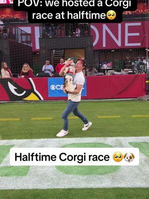 Petition to do corgi races every halftime 👇 #nfl #football #azcardinals #dog #corgi #corgisoftiktok 