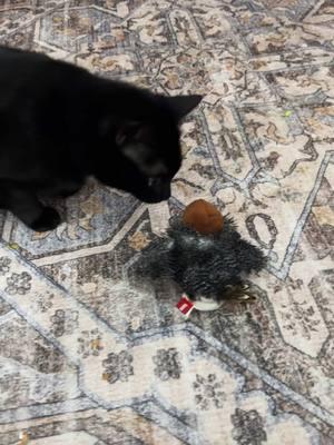 My cat got this for Christmas and is in love with it! I’ve never seen her play so much. Does my heart happy. #catsoftiktok #flappingbirdtoy #toys #cattoy 