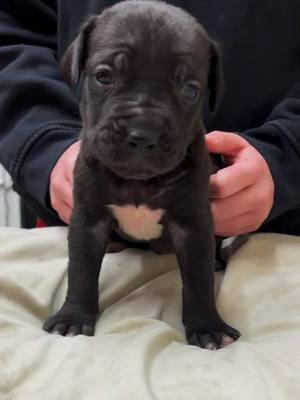 3 week old BLACK FEMALE GUARDIAN available! #badassdogbreeds #arkansascanecorsobreeder #canecorsopuppiesforsale #puppiesavailable #venomcanecorsos #canecorsoforlife #fyp #puppiesoftiktok 