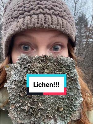 I’d lichen to welcome you to 2025!  #lichen #fungus #nature #neature 