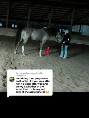 Replying to @sleepingatlast3 #leothesparklypony #horses #stallion #horsetok #horselife #funny #donttouchtheboat #goofy #funnyhorse 