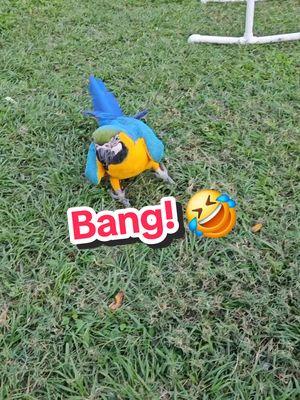 "Bang you've been hit!" 🤣 #funnyvideo #macaws #animaltricks #animals #socute #bravo 