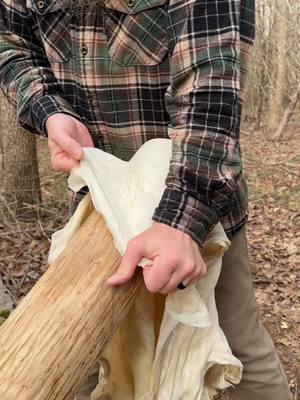 Opening up the fibers before another 🧠 #novembersouth #braintanning #tanning #dryscrapemethod #primitiveskills #whitetaildeer #bushcraft 