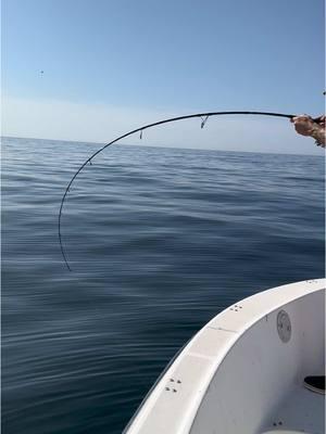 ALBIE FEVER @Capt. Stefen Melekos @CHRISTIAN DREMEL #albies #tunafishing #longbeachisland #njfishing #dronevideo 