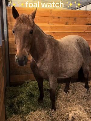 Guess what she will have and on what day! Color possibilities for this foal is 50% Red, 37.5% Bay and 12.5% Black #foalingseason #aqhaproud #newyear #foalwatch 