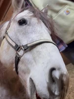 When you find that perfect itch spot #goofyboy #drifter #aqha #thatsthespot #fyp 