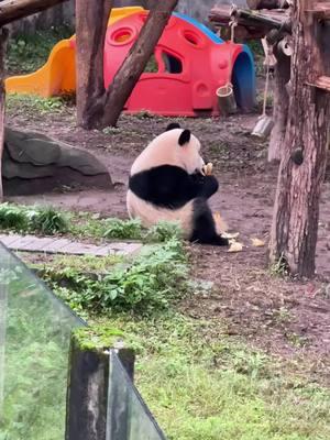 yummy#foryoupage#giantpanda #tiktokanimal#DreamJobPanda#fyp#foryou#viral#funny#comedy#panda