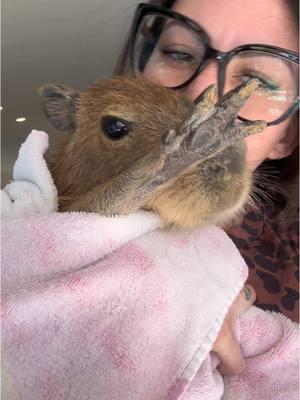 Capy life 4 ever #capybara #capybaratiktok #capybarasforever #carpincho #capybarababy 