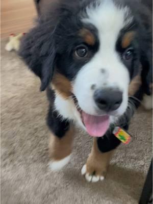 Not afraid to speak my mind 🤪 #talkingdog #puppysounds #bernesemountaindog #bernerpuppy #nashtheberner 