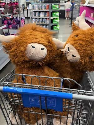 #highlandcow #walmartfinds #walmart #highlandcowplush #florida #polkcounty #polkcountyfl 