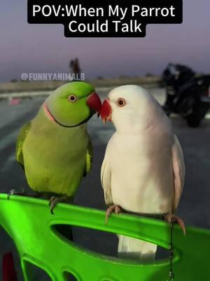 Funny Parrot 🦜🤣#foryou #funny #foryoupage #fypシ゚viral #funnyvideo #pet #funnyanimals #parrot 