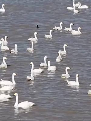 Flocks of migratory birds graced the wetland of the Yellow River near Yongji City in north China's Shanxi Province, turning the tranquil wetland into an overwintering wonderland. #wonderfulChina #amazingChina #northChina #travelinChina #ShanxiProvince #migratory #bird #theYellowRiver