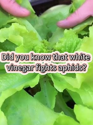 #garden #vegetables #plant #farming #tips #wipeout #aphids #pesticides #wellbeing #pests #insecticide #gardeningtips #plants 