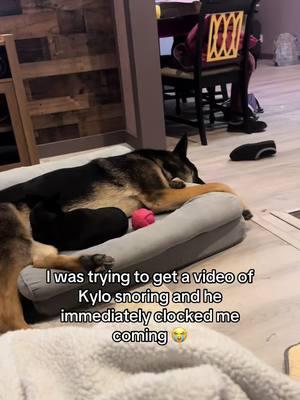 he said not of my watch #kylo #gsd #germanshepherd #dogsoftiktok #fyp 