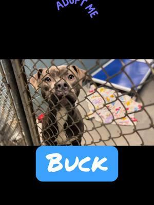 #adoptable #bully Buck is looking for a home! This fun loving pooch has a blast  playing with his shelter pals but is dreaming of a real home! #adopt #blue #rescue #playgroup #zoomies #adoptabull 