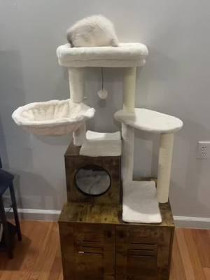 We finally got a cat tree that can hold a litter box🐱#cats #catsoftiktok #fyp #cattree 