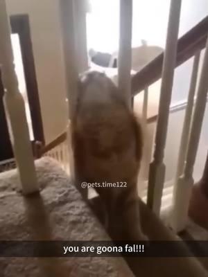 You are goona fall🙀😹#fyp #fypツ #foryou ##cat #cats #catsoftiktok #PetsOfTikTok #funypets #funnypetsoftiktok #funnypetvideos 