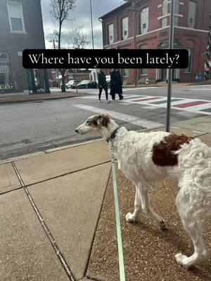 Home is where my favorite people and dogs are #dogsoftiktok #dogmom #borzoi #ibizanhound #Home #friends 