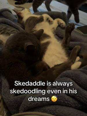 Skedaddle is paraparetic, which means his leggies don’t work like other cats’ legs do. He has overactive nerves so even though he can’t walk with his back legs, they still kick involuntarily. Isn’t he just the coolest? #skedaddle #rescuecat #paralyzedcat #purrmaid #biscuitsandbreadsticks 